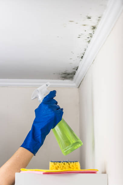 Why You Should Choose Our Mold Remediation Services in Redan, GA